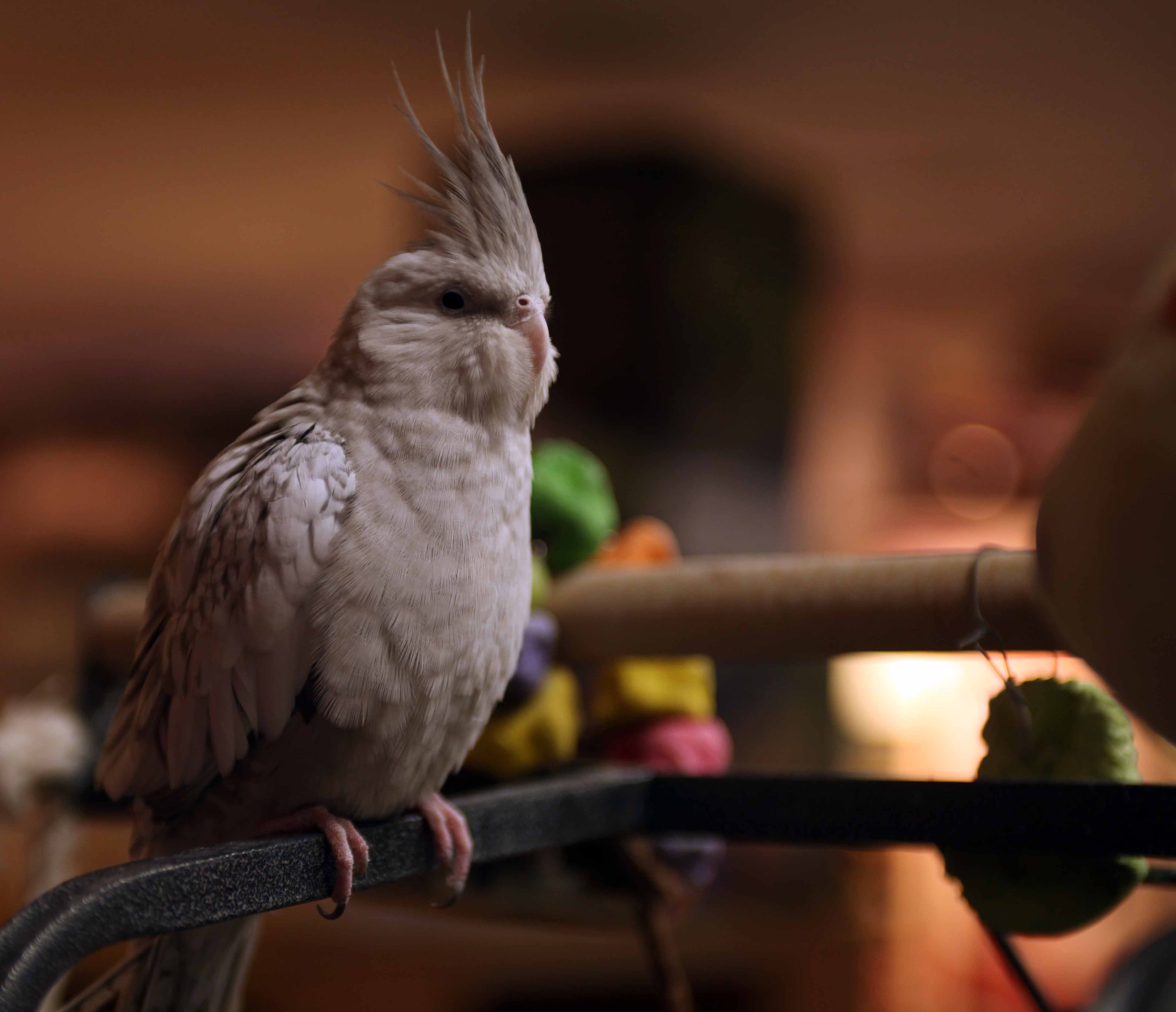 Nourriture pour oiseaux