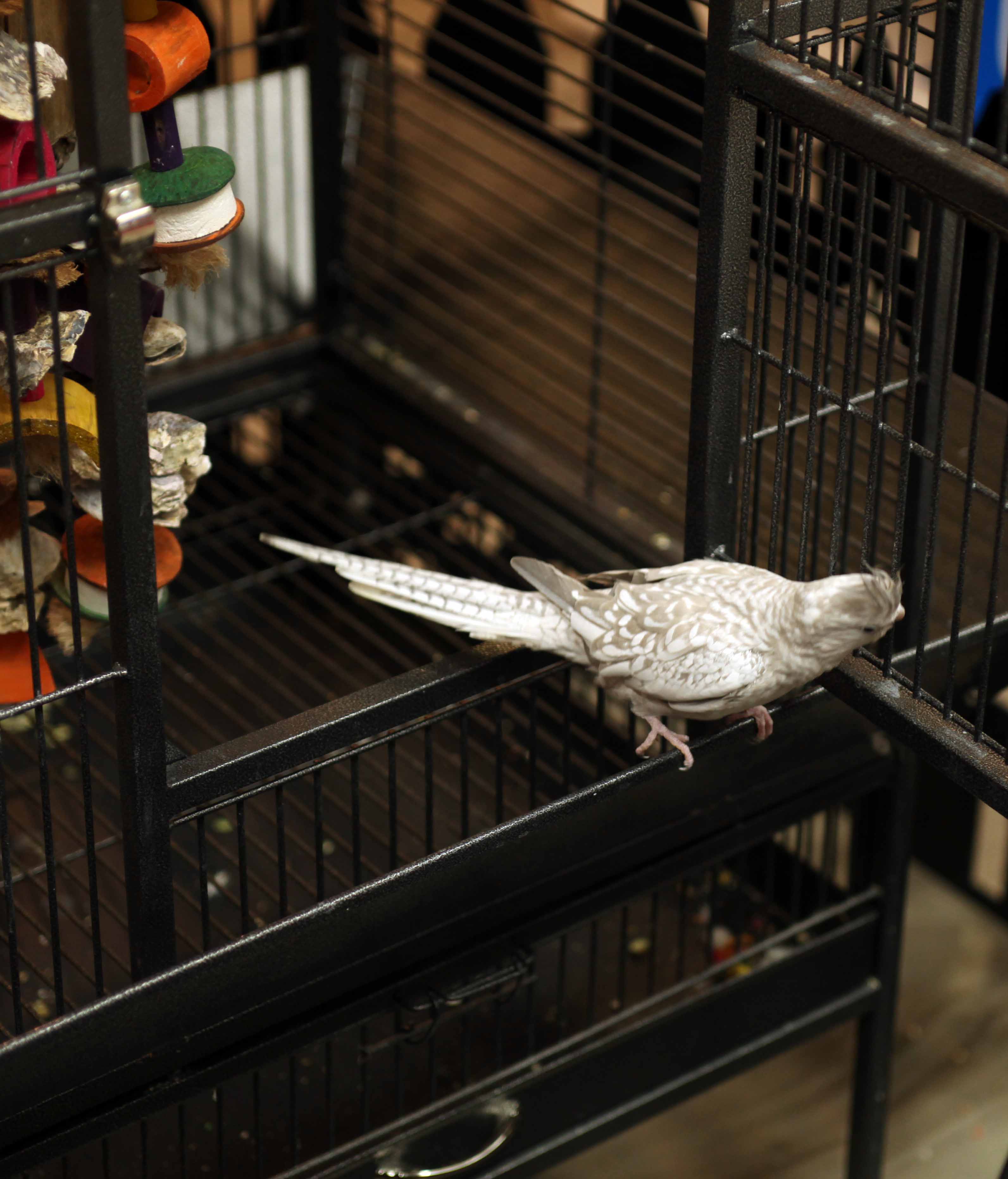 Cages pour oiseaux